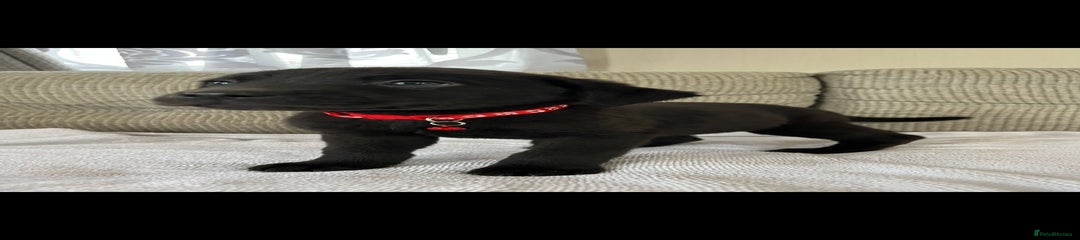 Labrador Retriever Puppy 3