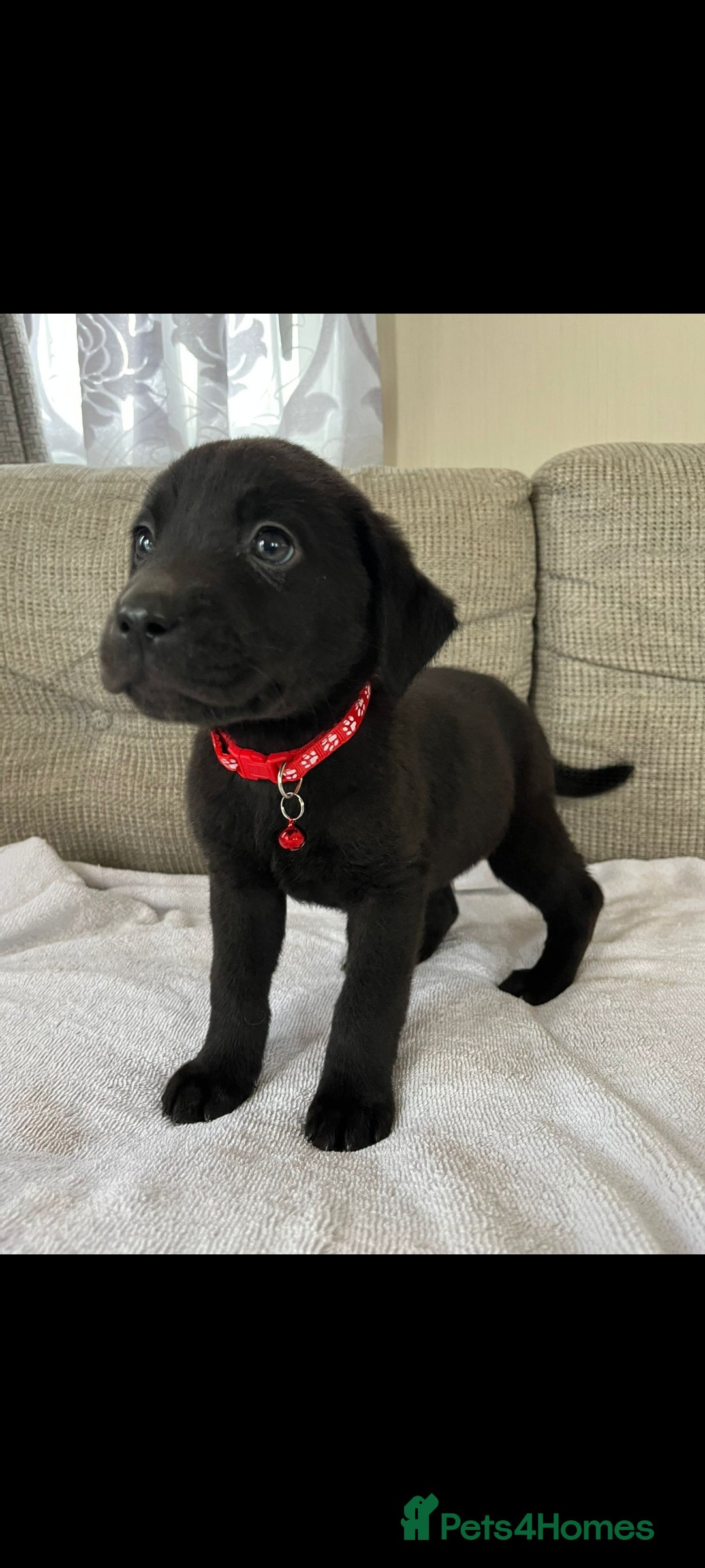 Labrador Retriever dogs for sale: Labador puppies  - Image 5