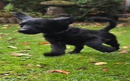 Double Doodle dogs for sale: Just two girls left. Looking for forever homes - Image 9