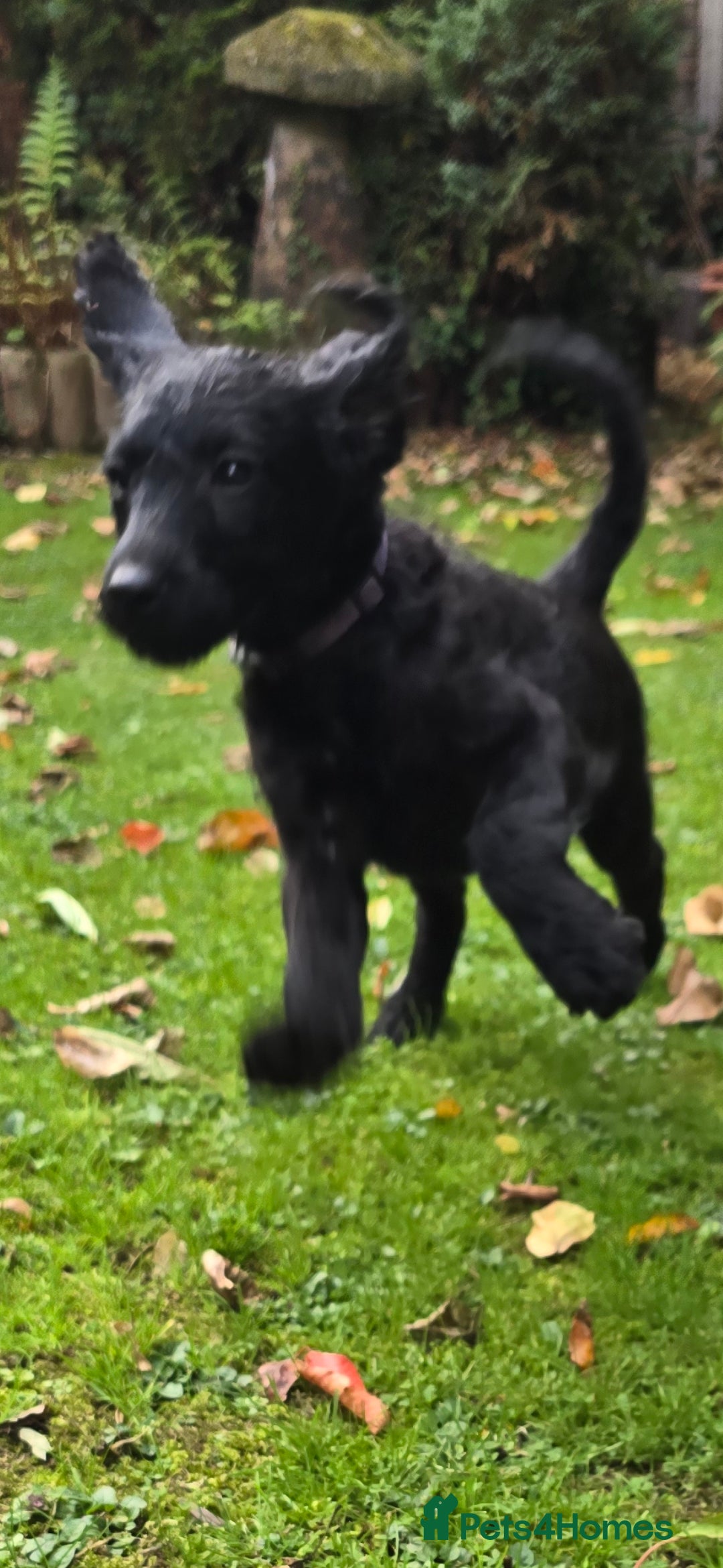 Double Doodle dogs for sale: Just two girls left. Looking for forever homes - Image 9