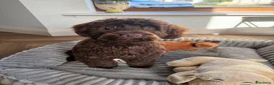 Cockapoo 1