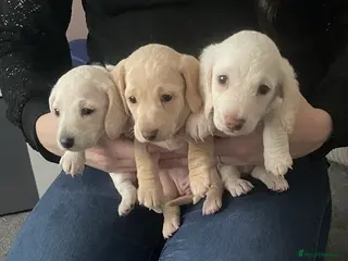 Dachshund dogs Beautiful litter of Dachshund puppies - Advert 1