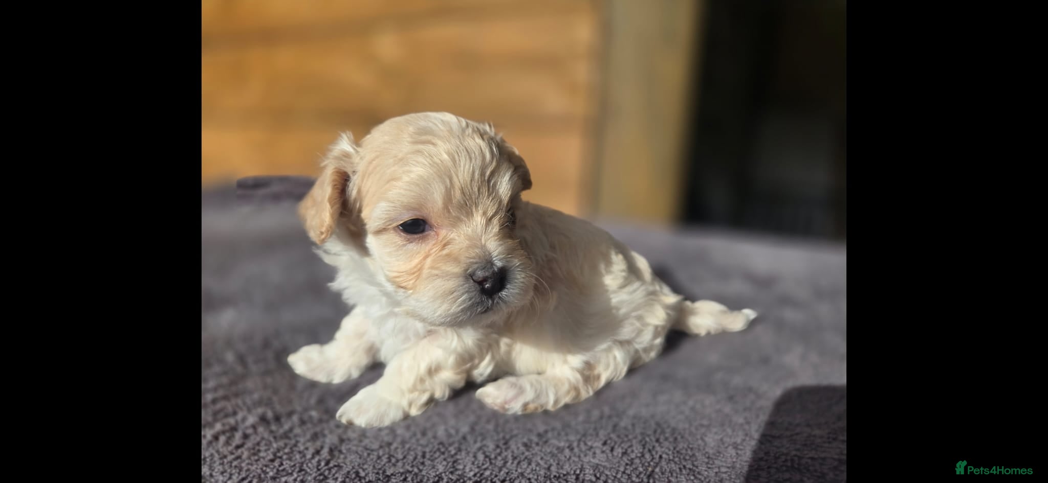 Maltipoo dogs F1🎀Maltipoo 🎀Luxury rare🎀 KC parents - Advert 2