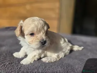 Maltipoo dogs F1🎀Maltipoo 🎀Luxury rare🎀 KC parents - Advert 2