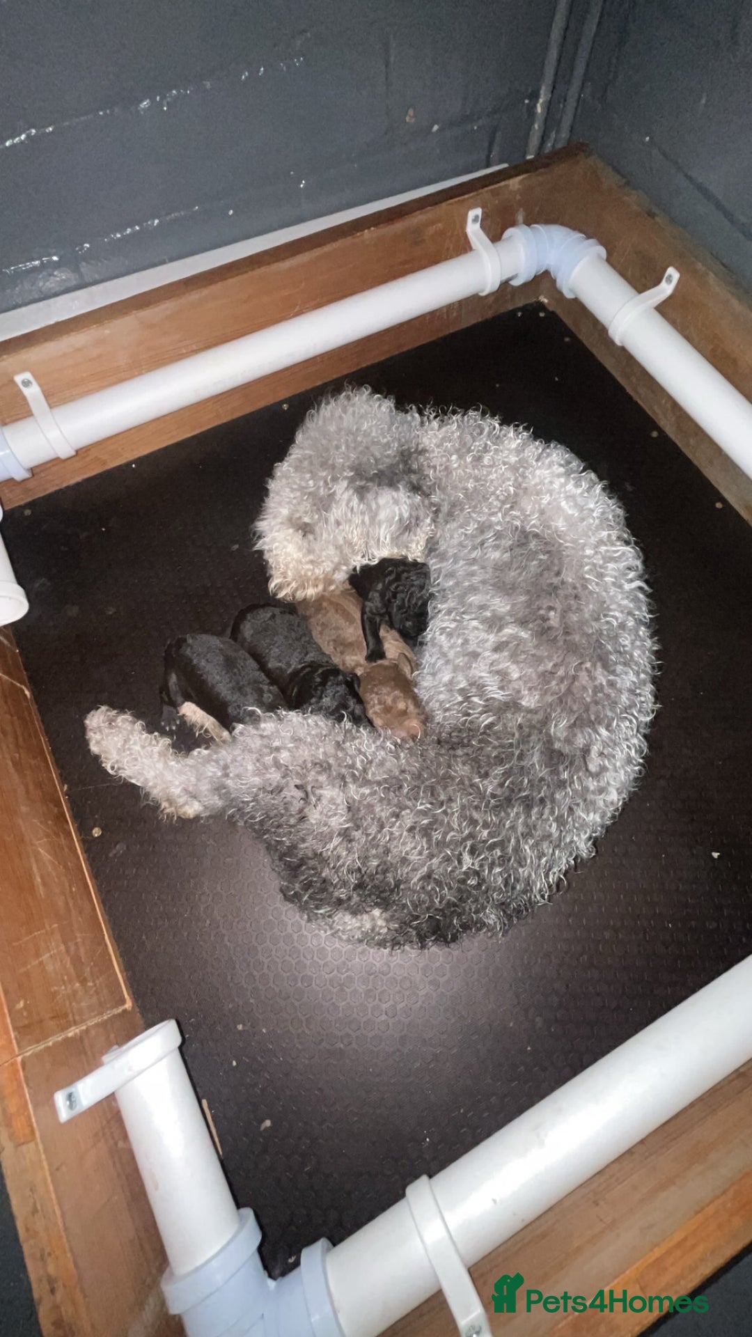 Bedlington Terrier dogs for sale: KC Registered Bedlington Terrier Puppies - Image 7