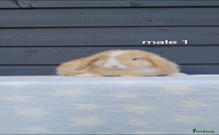 Mini Lop rabbits - Advert 15