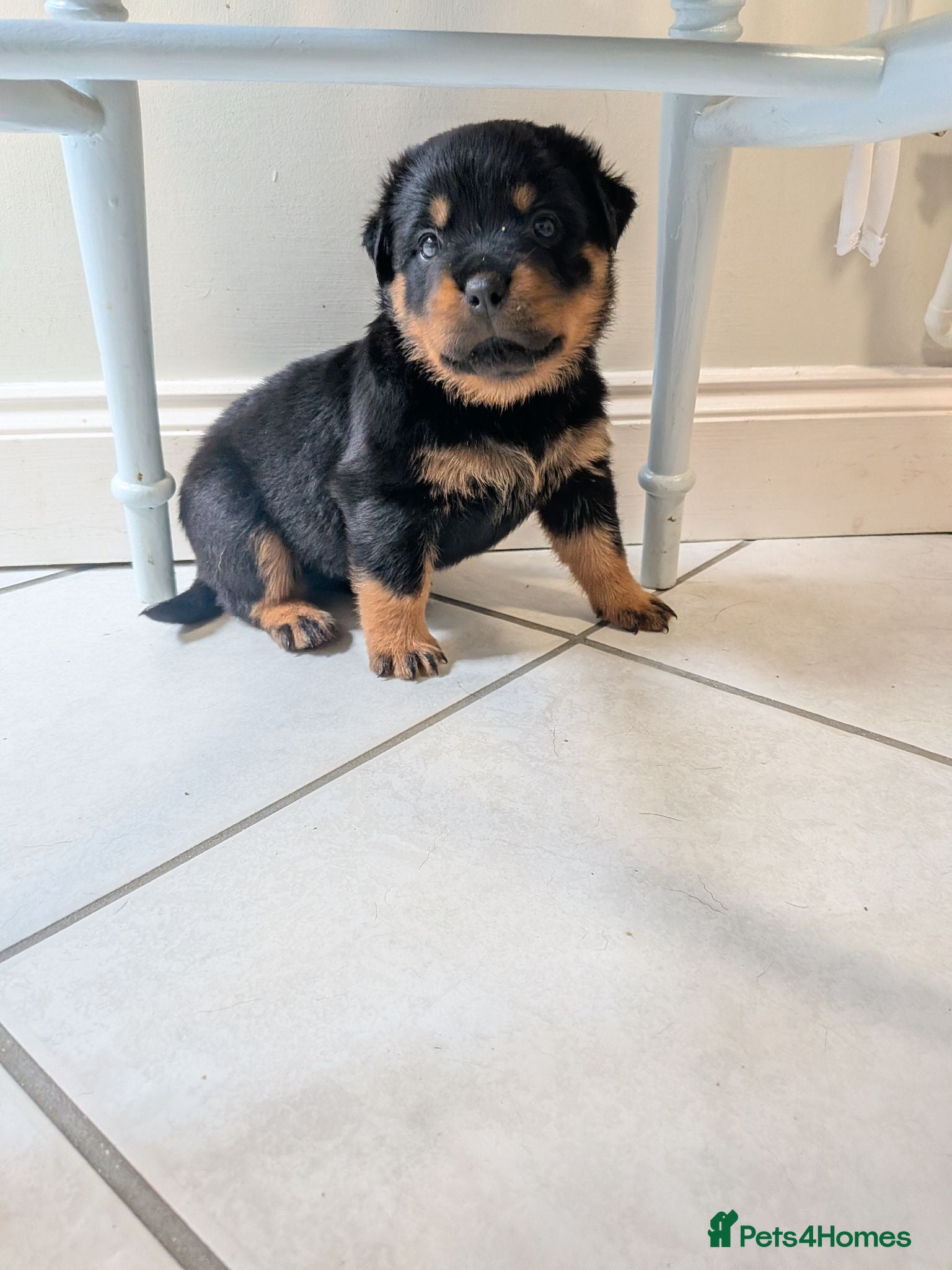 Rottweiler dogs KC Registered Rottweiler Puppies - Advert 1