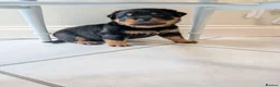 Rottweiler dogs for sale: KC Registered Rottweiler Puppies - Advert 1