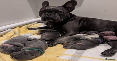 French Bulldog dogs - Advert 2