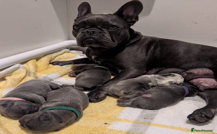 French Bulldog dogs - Advert 1