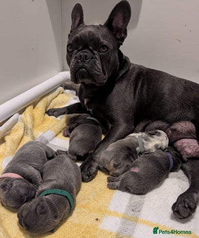 French Bulldog dogs - Advert 1