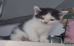 British Shorthair cats for sale: British Shorthair Kittens for sale  - Image 4