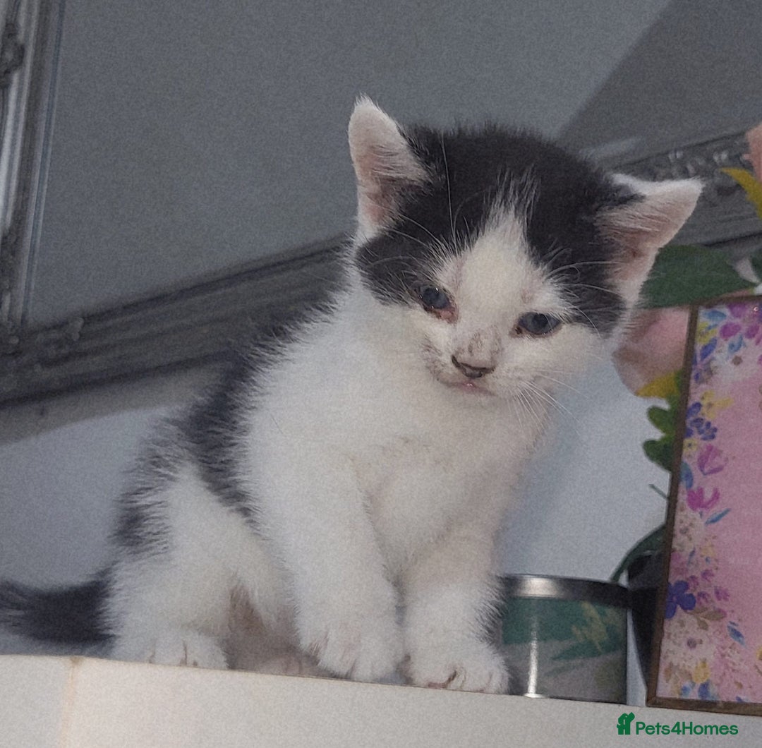British Shorthair cats for sale: British Shorthair Kittens for sale  - Image 4