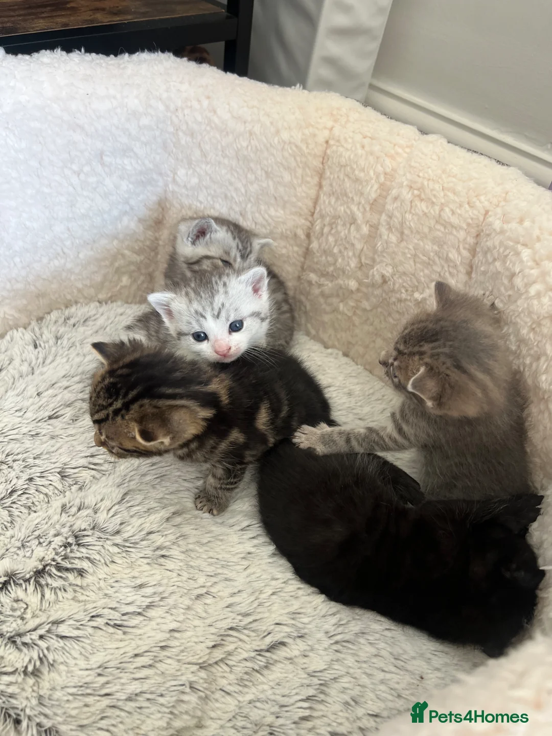 Mixed Breed cats for sale: Adorable bengal mixed kittens - Advert 2