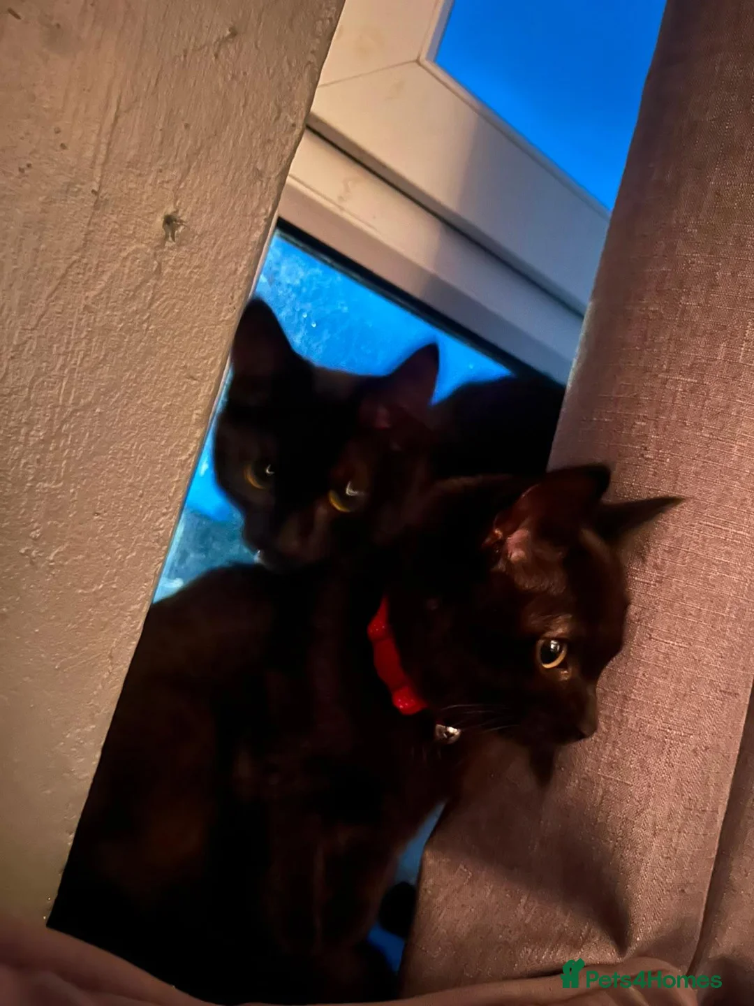 Mixed Breed cats for sale: Two kittens for sale in Hamilton - Advert 5