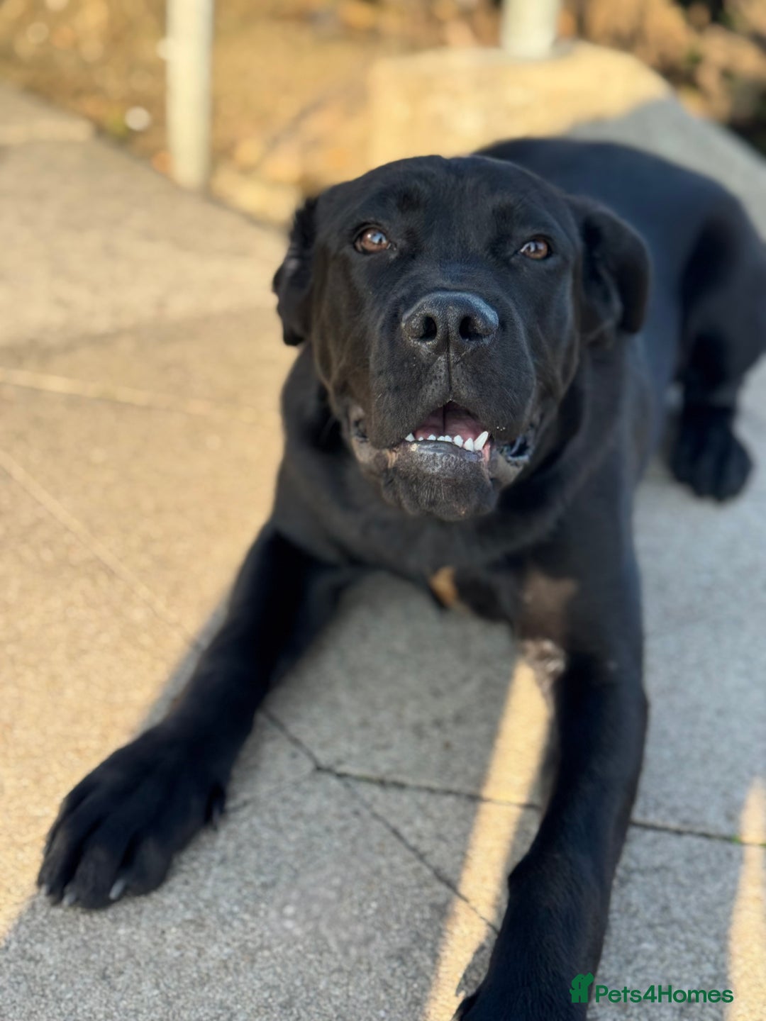 Cane Corso dogs for sale: Cane corso for sale  - Image 2