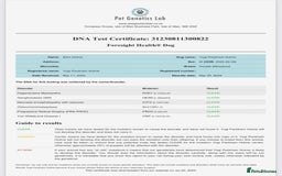 Cockapoo dogs for sale: F1 cockerpoo puppies  - Image 4