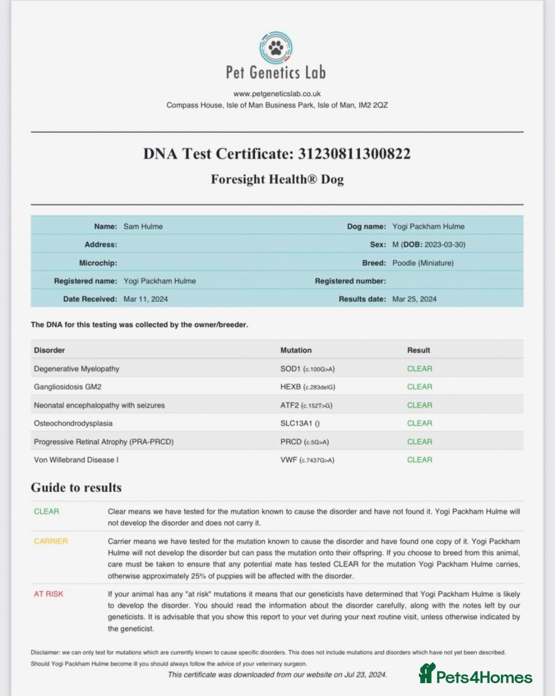 Cockapoo dogs for sale: F1 cockerpoo puppies  - Image 4