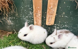 Netherland Dwarf rabbits for sale: Beautiful tamed Bunnies for sale  - Advert 11