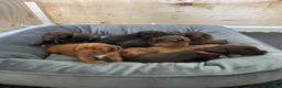 Cocker Spaniel dogs for sale: EXCEPTIONAL WORKING COCKER SPANIEL PUPPIES - Advert 27