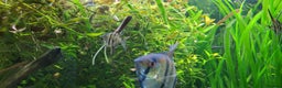 Angelfish fish for sale: Stunning stripes Angel Fish - Advert 3