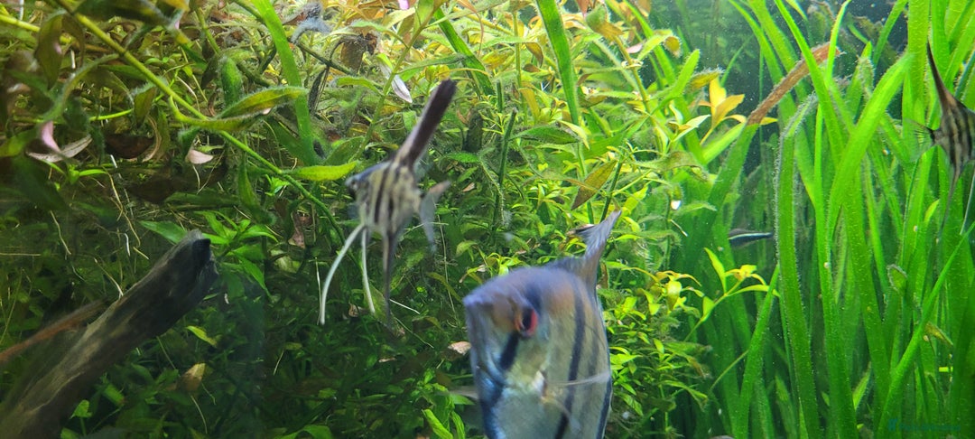 Angelfish fish for sale: Stunning stripes Angel Fish - Advert 3