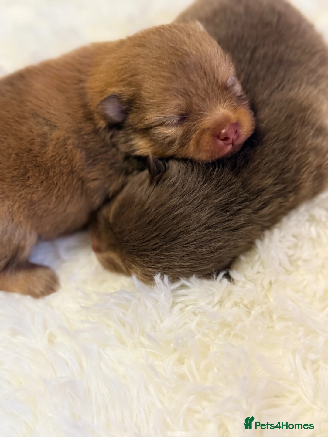 Pomeranian dogs for sale: 👑 Elite KC Teddy Bear Pomeranian Boys 👑 - Advert 27