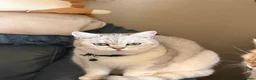 British Shorthair cats for sale: British Shorthair  - Advert 19