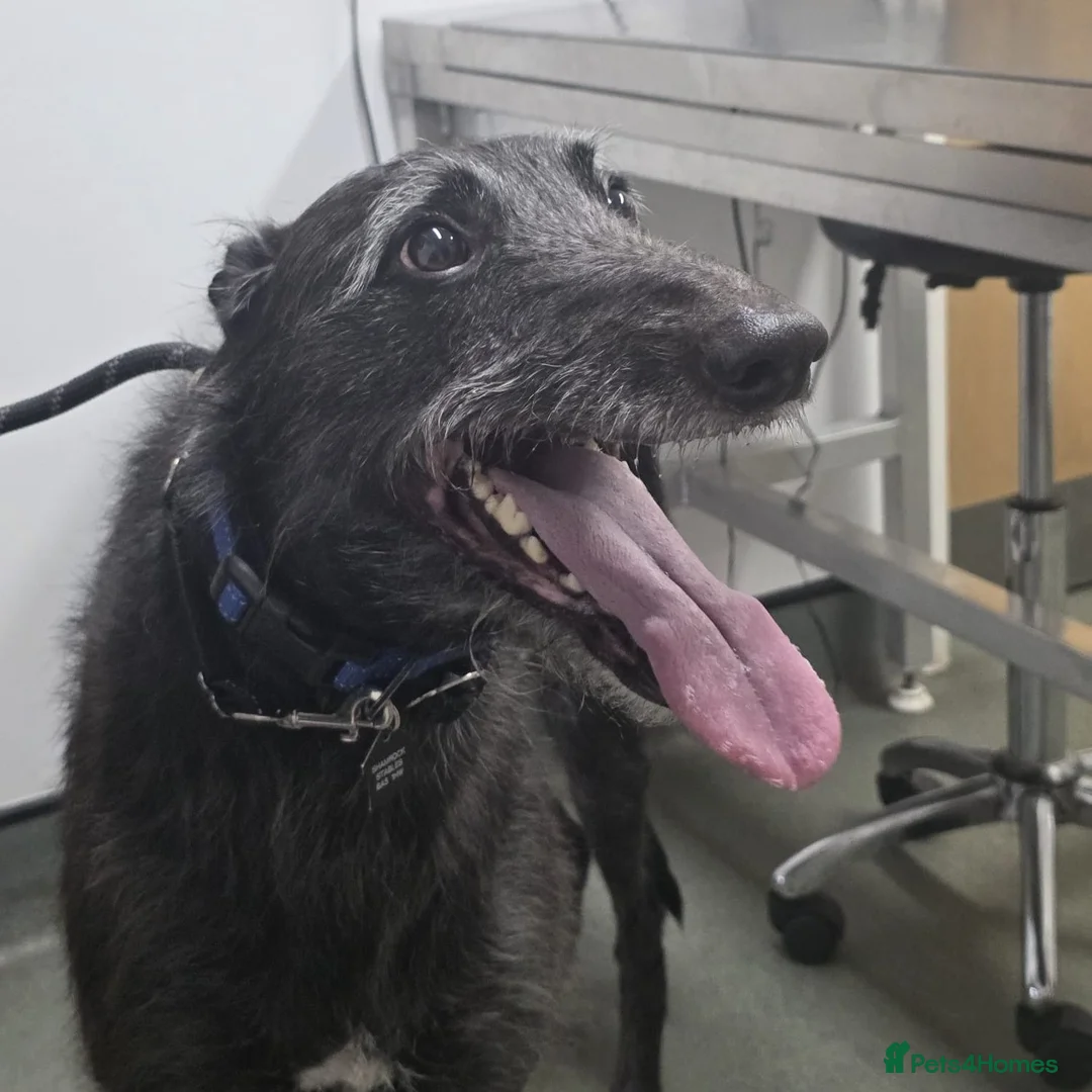 Lurcher dogs for adoption: Jasper - 37 kg Lurcher for Adoption in Wells - Advert 4