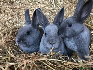 Rex rabbits Beautiful purebred velvet mini Rex rabbits 🐰🌿 - Advert 1