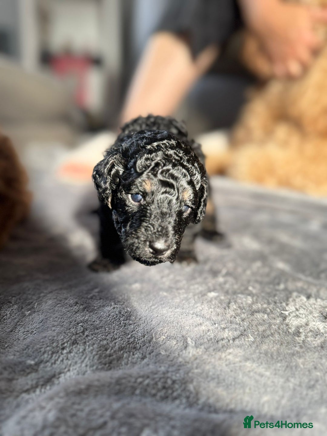 Cockapoo dogs for sale: Gorgeous F1B cockapoo  - Image 7