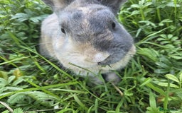 Mixed Breed rabbits for sale: Rabbit, male, 3yrs, with double hutch - Image 4