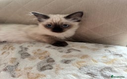 Ragdoll cats for sale: Beautiful Pedigree Ragdolls THREE LEFT  - Image 14