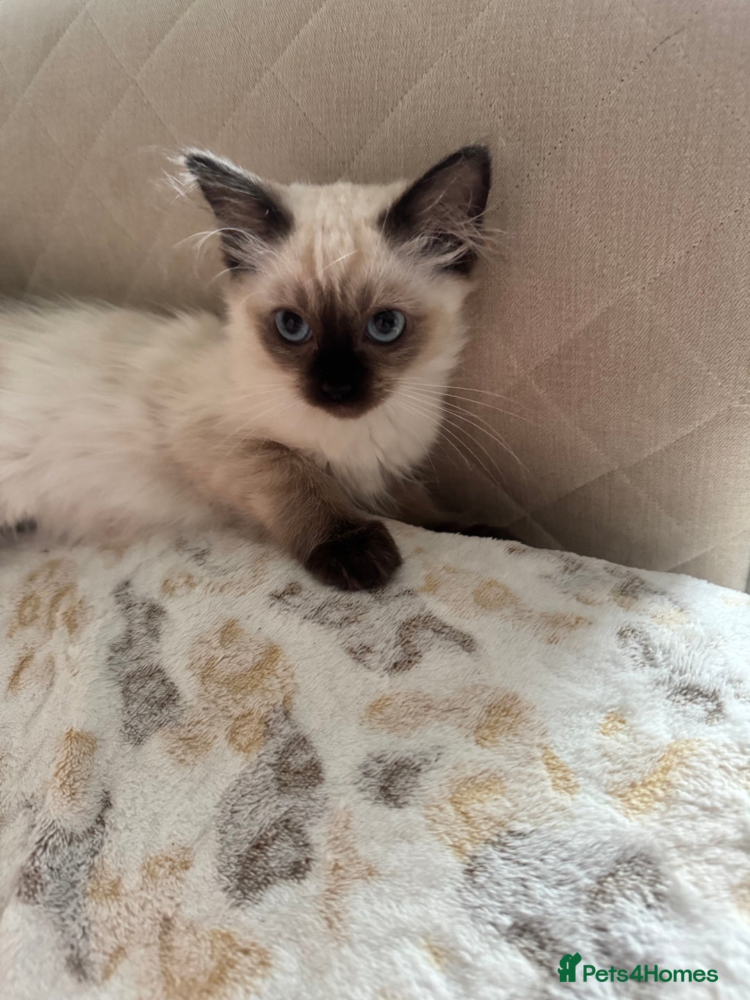 Ragdoll cats for sale: Beautiful Pedigree Ragdolls THREE LEFT  - Image 14