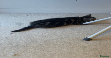 Mixed Breed cats - Advert 10