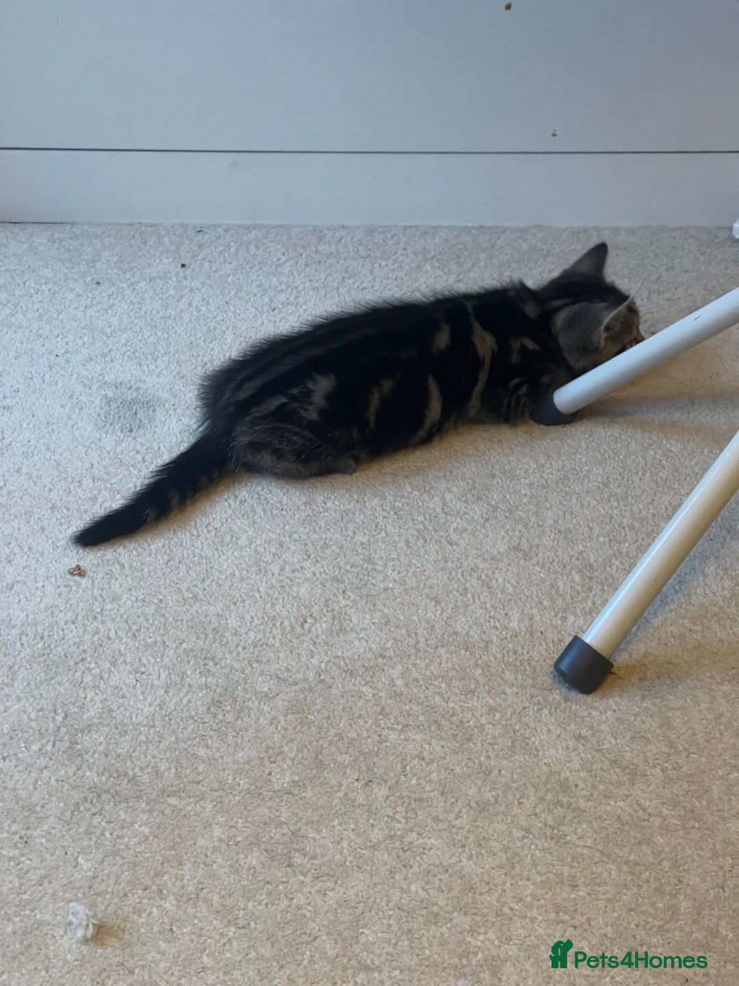 Mixed Breed cats for sale: 5 Kitties  - Image 3