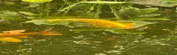 Koi Carp fish for sale: Koi Carp for Sale (rehoming due to baby and dog)  - Advert 25