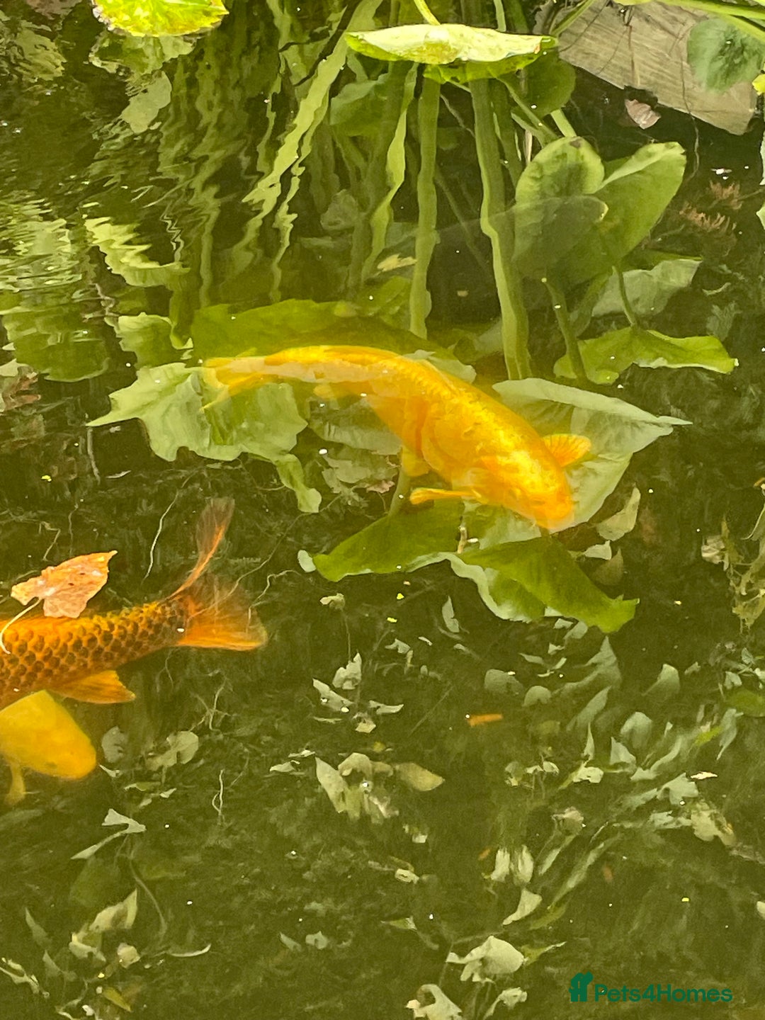 Koi Carp fish for sale: Koi Carp for Sale (rehoming due to baby and dog)  - Advert 25