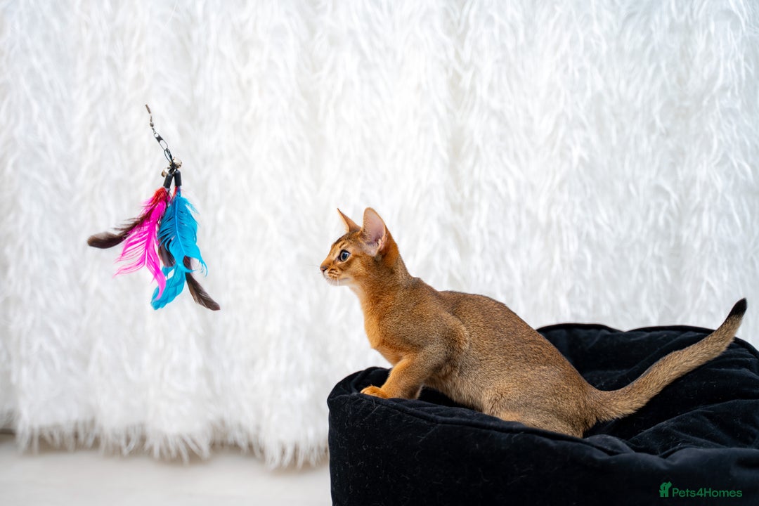 Abyssinian cats for sale: One of the Kind Abyssinian Girl-Champions Pedigree - Image 17