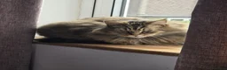 Mixed Breed cats for sale: Family of 2-3 Magical Long Hair Cats - Advert 12