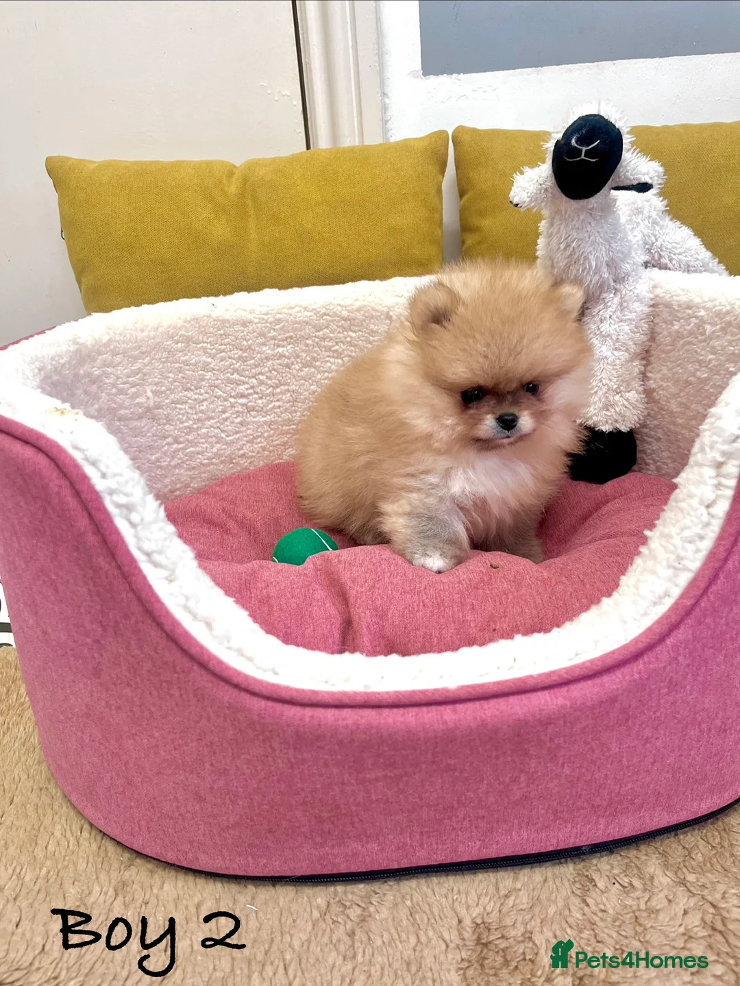 Pomeranian dogs for sale: Top Quality 🐻 Teddy Bears  - Advert 5