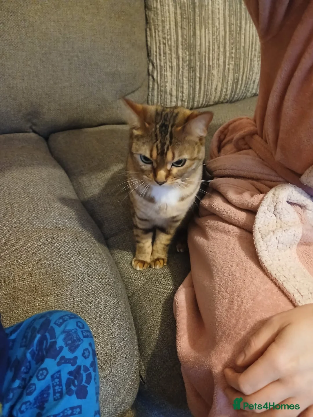 Bengal cats for sale: 2 Bengal sisters  - Advert 5