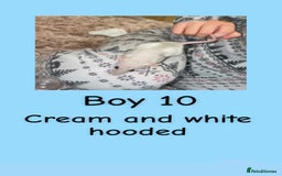 Rat rodents for sale: Beautiful baby rats looking for forever homes! - Advert 25