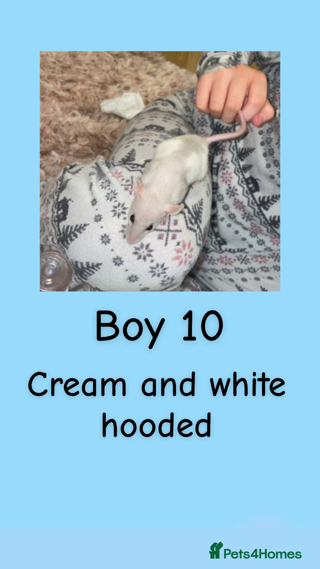 Rat rodents for sale: Beautiful baby rats looking for forever homes! - Advert 25