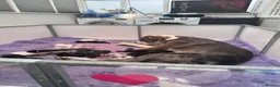 Great Dane dogs for sale: Gorgeous litter of kc registered Dane puppy's  - Advert 29