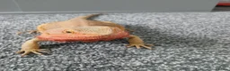 Bearded Dragon reptiles for sale: Female bearded dragon and setup - Advert 2