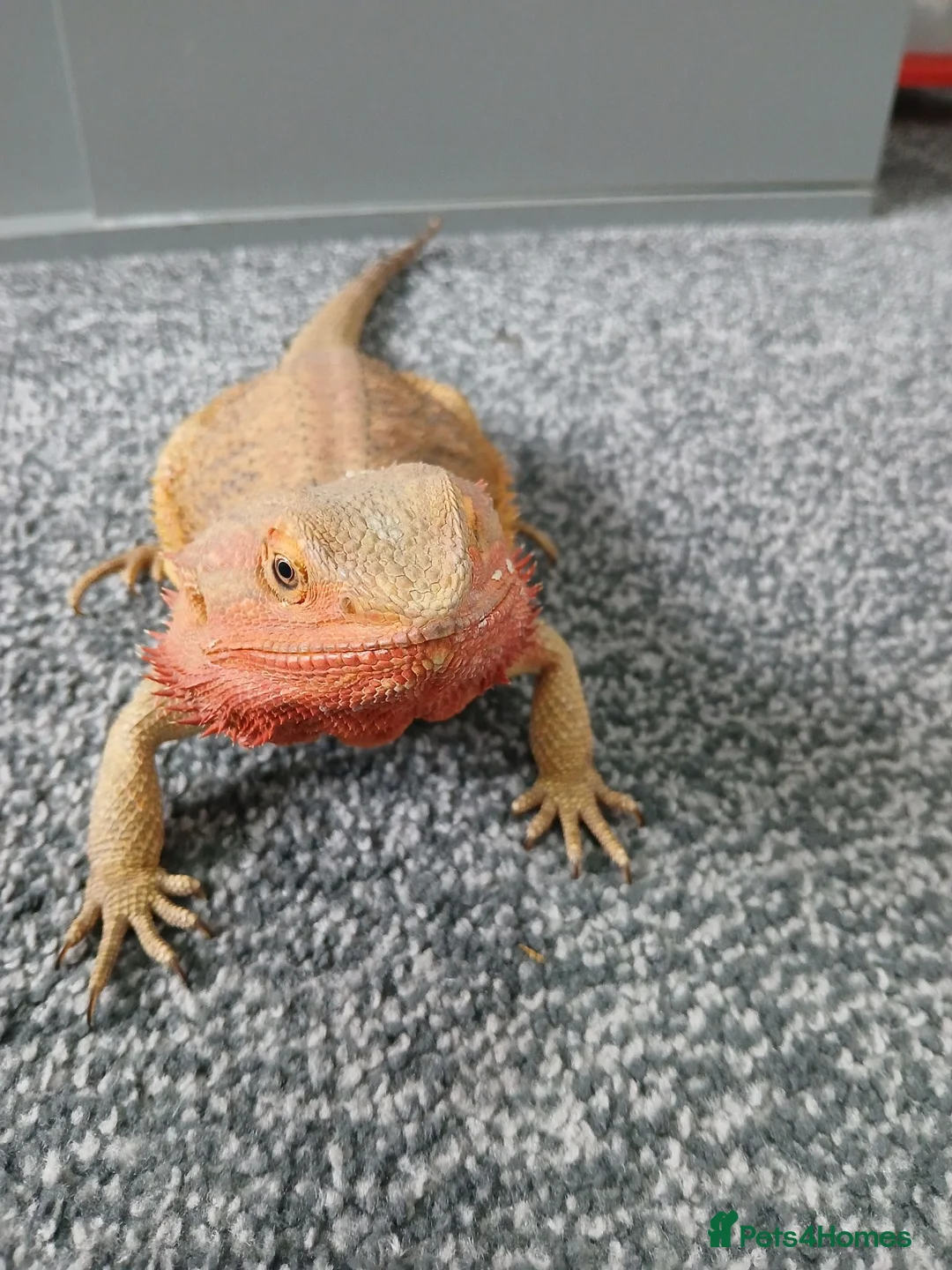 Bearded Dragon reptiles for sale: Female bearded dragon and setup - Advert 2