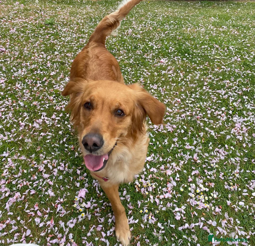 Golden Retriever dogs for sale: KC registered Golden retriever puppies due any day in Banbury - Advert 1