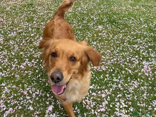 Golden Retriever dogs KC registered Golden retriever puppies due any day in Banbury - Advert 3