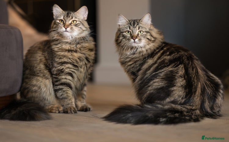 Siberian cats - Advert 2